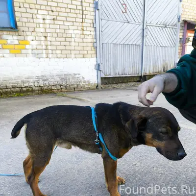 Найден тип собака, [место] Кашинский район, Калязин