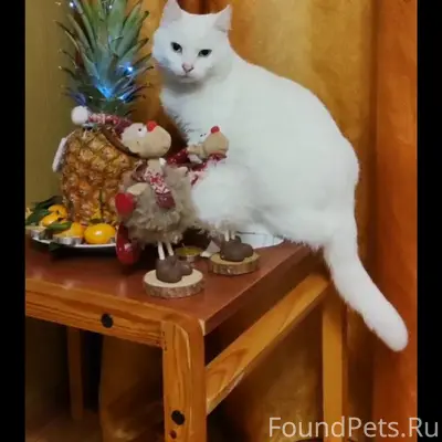 Пропала кошка, Плохая Покупка