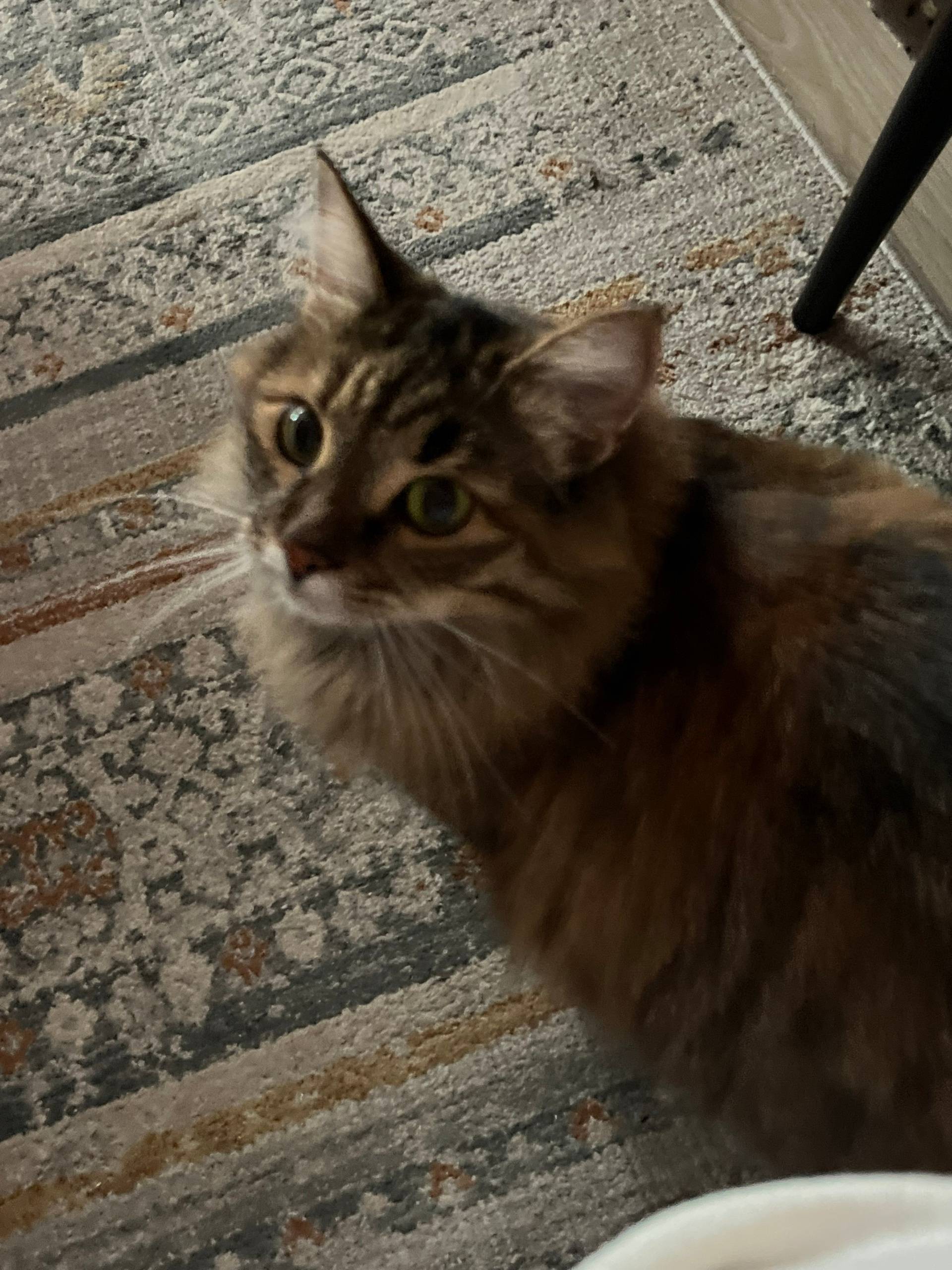 Пропала кошка Ася, пгт Нарышкино