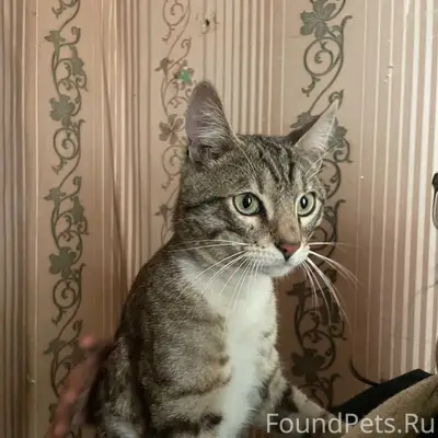 Найден кот, около тропы здоровья
