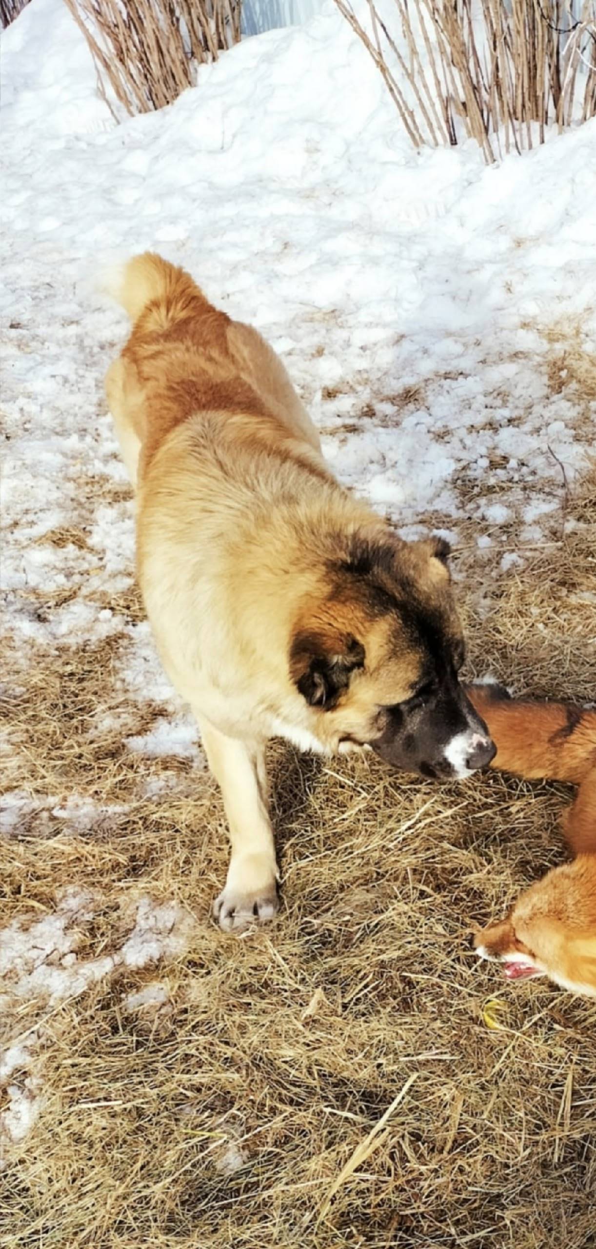 Пропал Кавказец, Васильевское, Серпуховской район