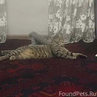 Пропал кот, Богдана Хмельницкого