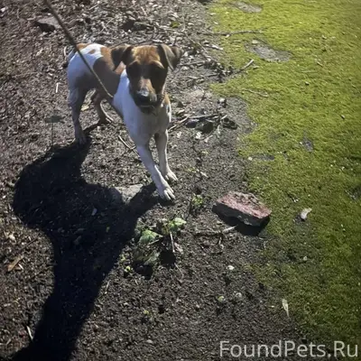 Пропала собака, видели у Дикси на Нахимова