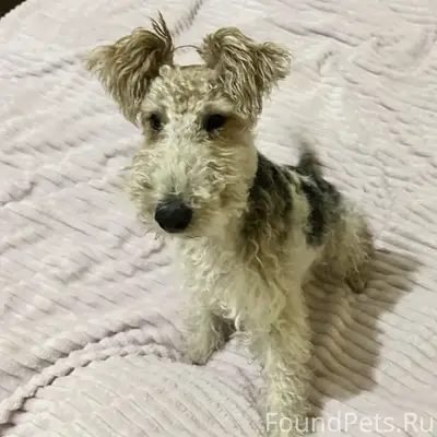 Пропала девочка фокстерьер, левый берег