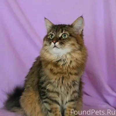 Пропал длинношёрстный кот, ул. Дзержинского