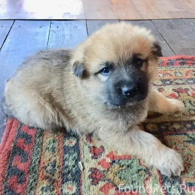 Найден щенок, парк 30-летия влксм