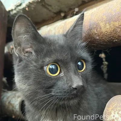 Пропал котёнок Акбузат