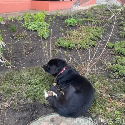 Найден бывший домашний пёс с красным ошейником, Университетский