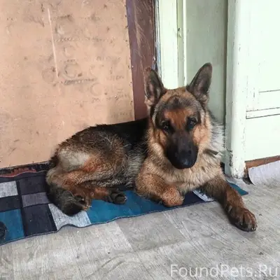Найден пёс, район жд вокзала