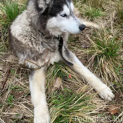 Найден хаски, набережная