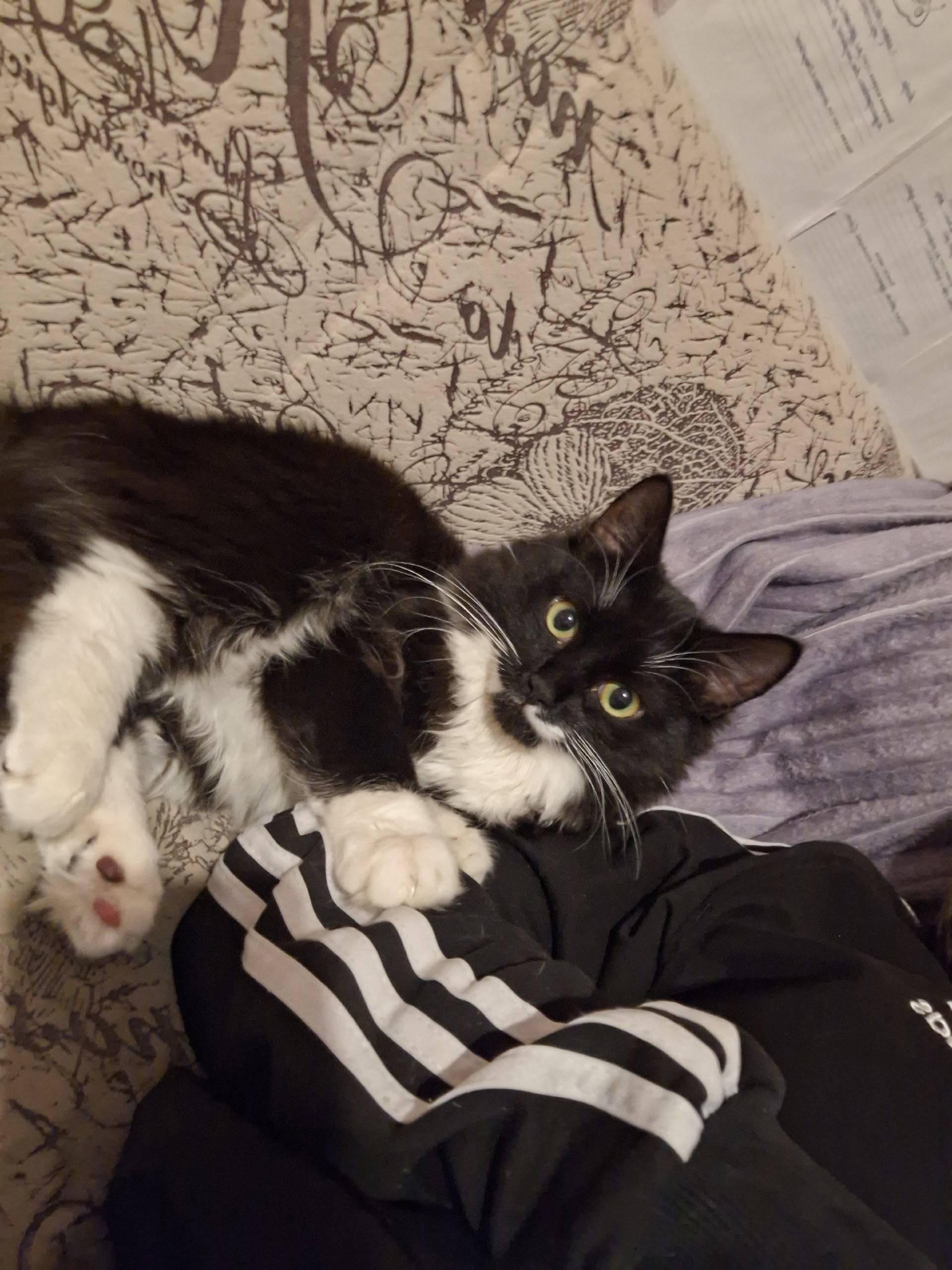 Пропал кот, в районе кургана