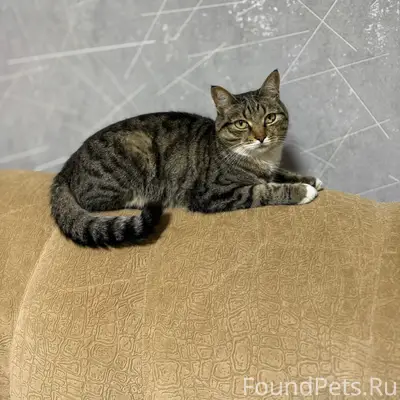 Пропал кот Мартин, Оренбург