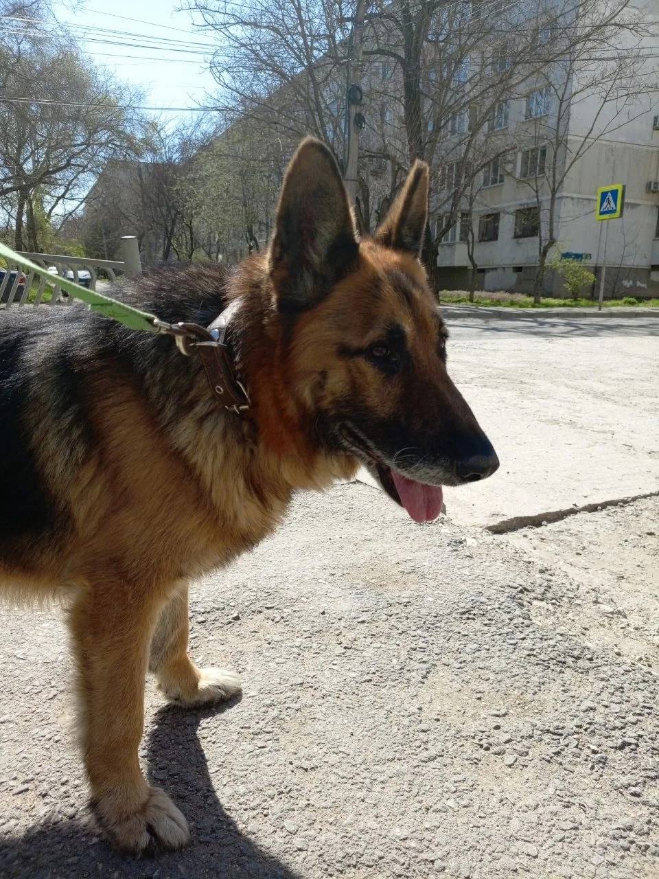 Найденны овчарки, Симферополь и пгт. Зуя