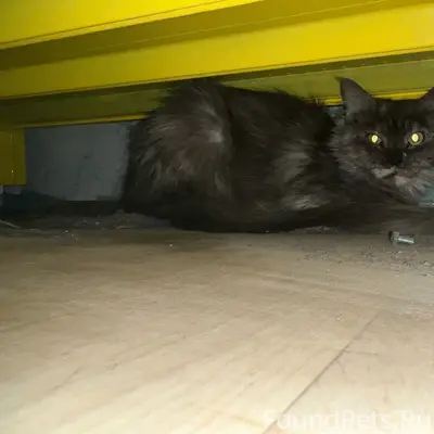 Найдена кошка, Советский район