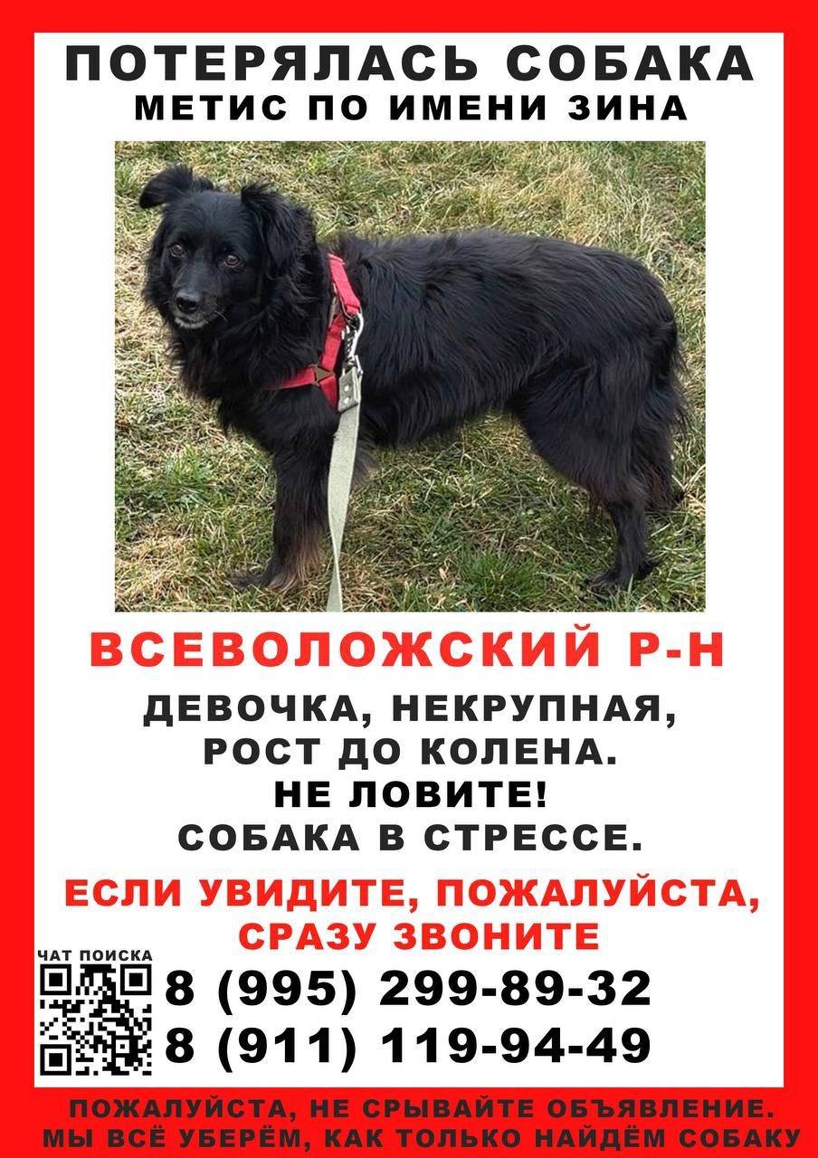 Пропала собака, Осельки, Скотное