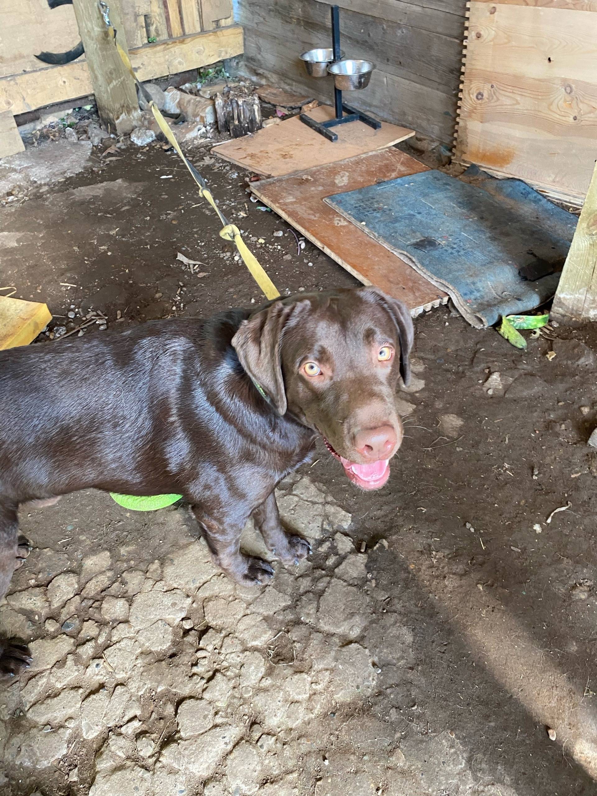 Пропал лабрадор Степан, район Швырёловка