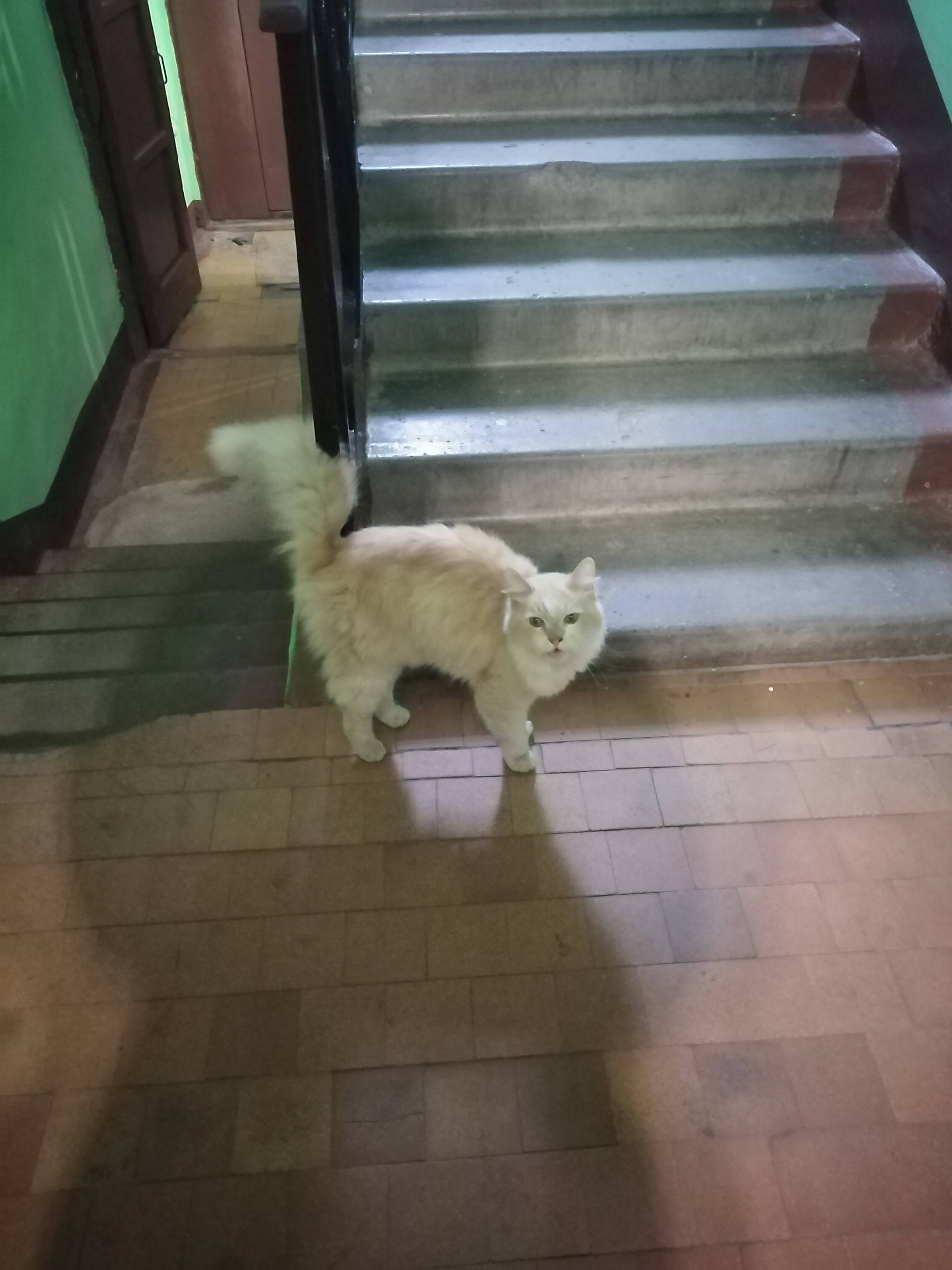 Найден кот, Южная