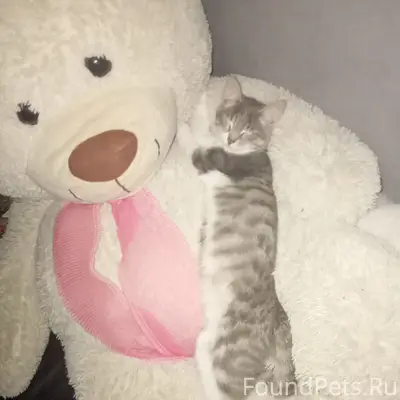 Пропал котёнок, Мечетлинская 15/1