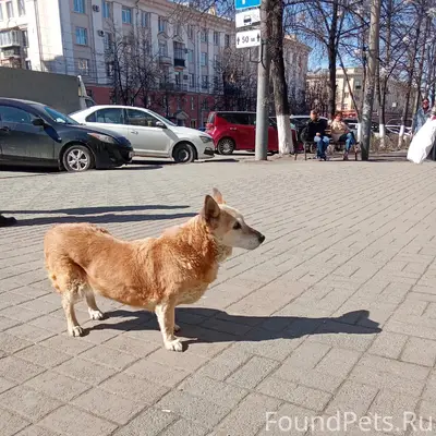 Найденна собака, возле дорожной поликлиники РЖД