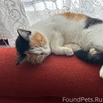 Пропала домашняя кошка, Вильямс, Клубная улица