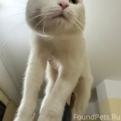 Найден белый кот, Оптиков 52 к2