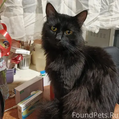 Помогите найти любимца