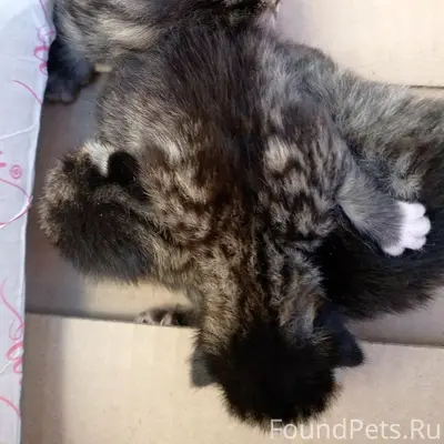 Найдена кошка, [место не указано]