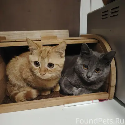 Пропал рыжий котёнок, район одиссеи
