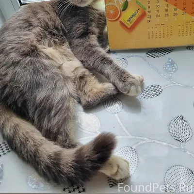 Пропал кот Лазер, улица Тихонова