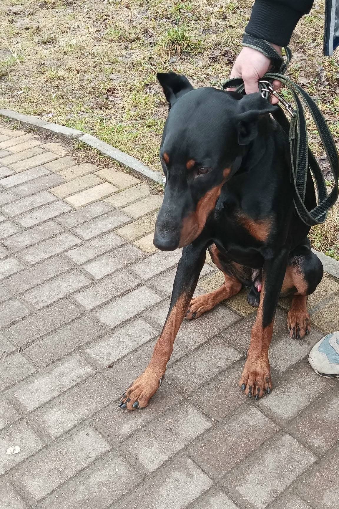 Найден пёс, между Усвятье и Кузино