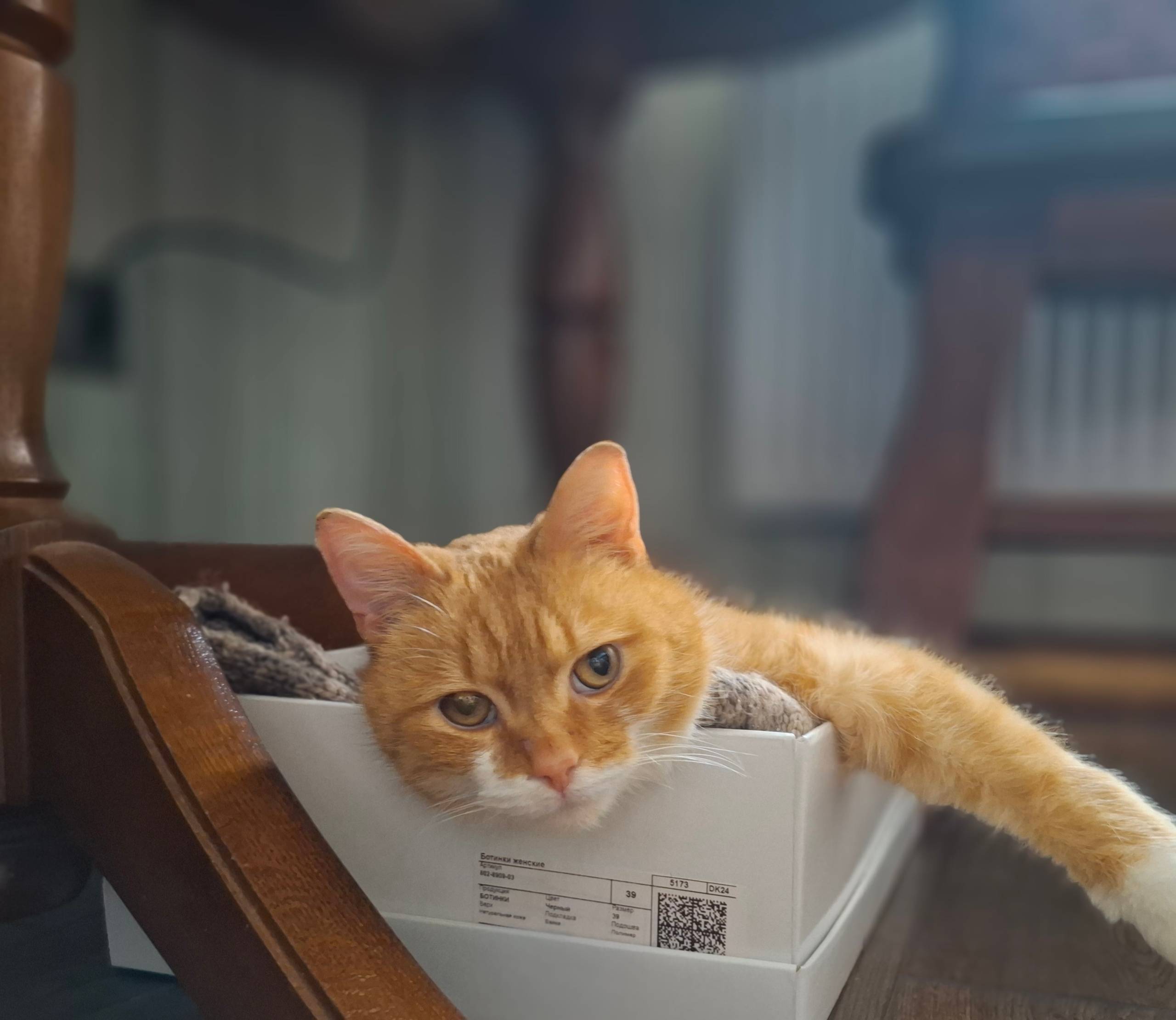 Найден котик Мартин, Зеленоградск