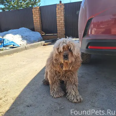 Найденна собака, Пешково