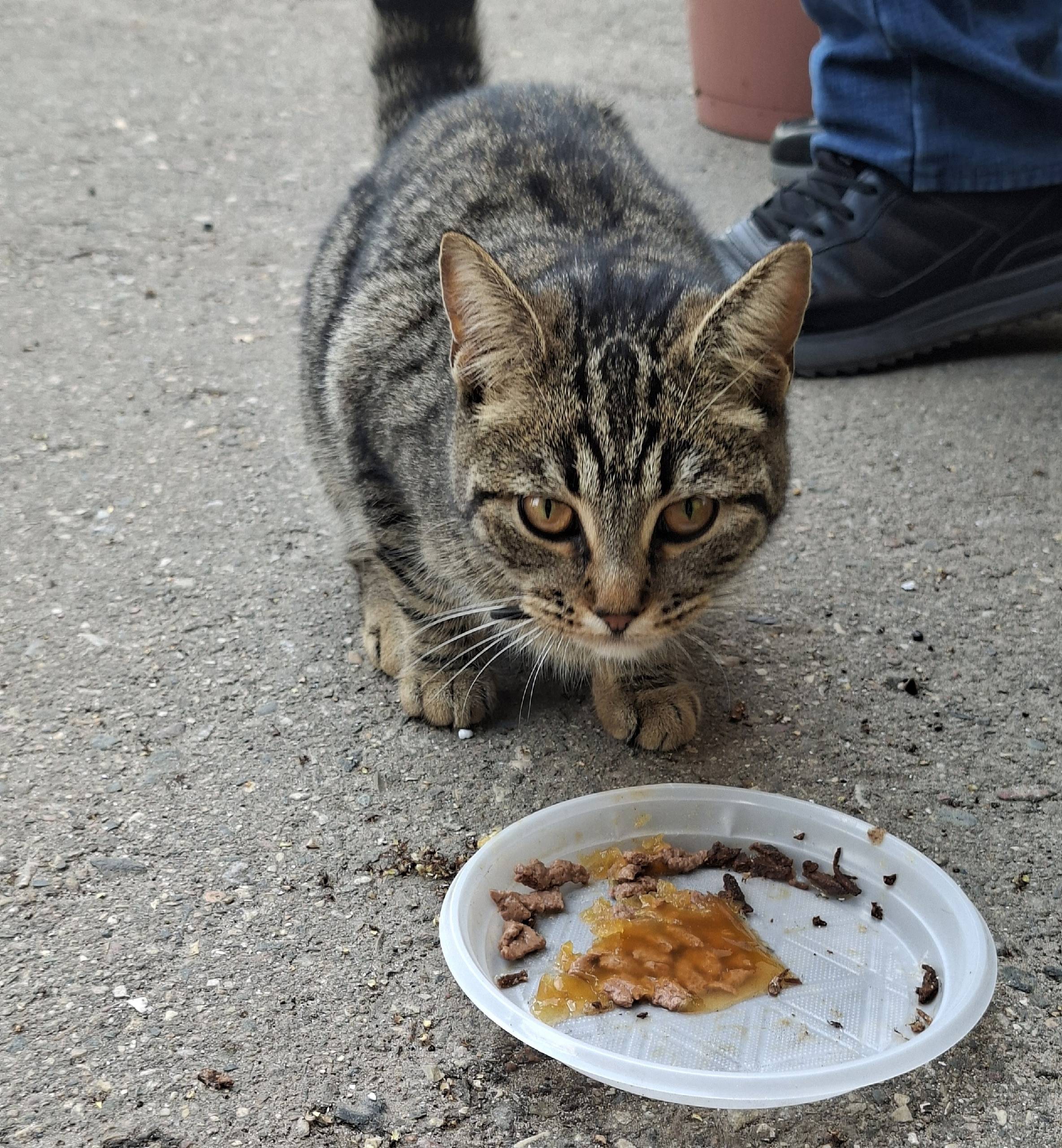 Найдена кошка, ул. Старая Костромская