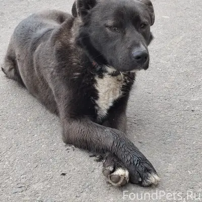 Найден пёс, ищет хозяина, Егорьевск