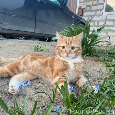 Пропал кот Марсик, район 3ей Свободы