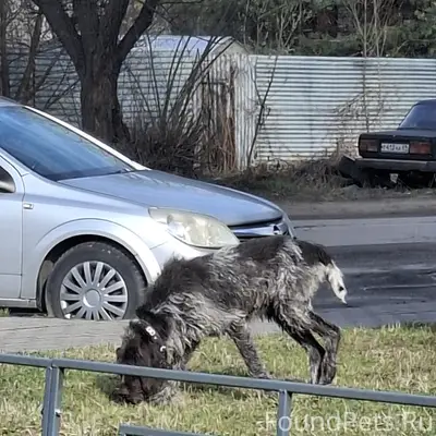 Найден пёс, Крупский, ул. Тургенева