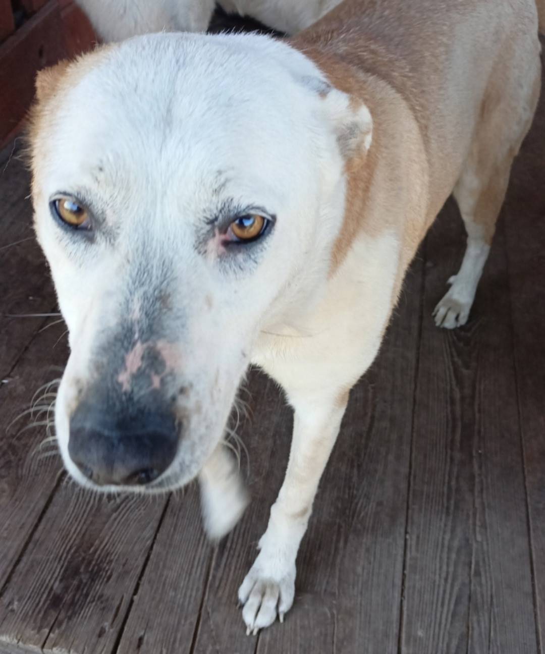 Найден тип собака, д. Завражное