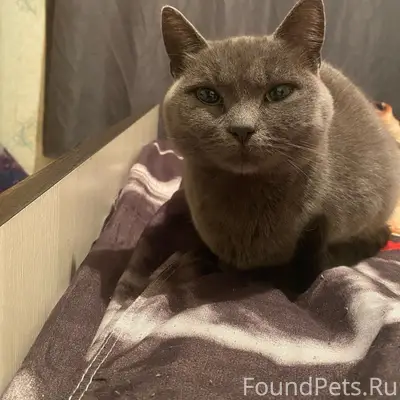 Пропала кошка Тишка, деревня Ряймяля