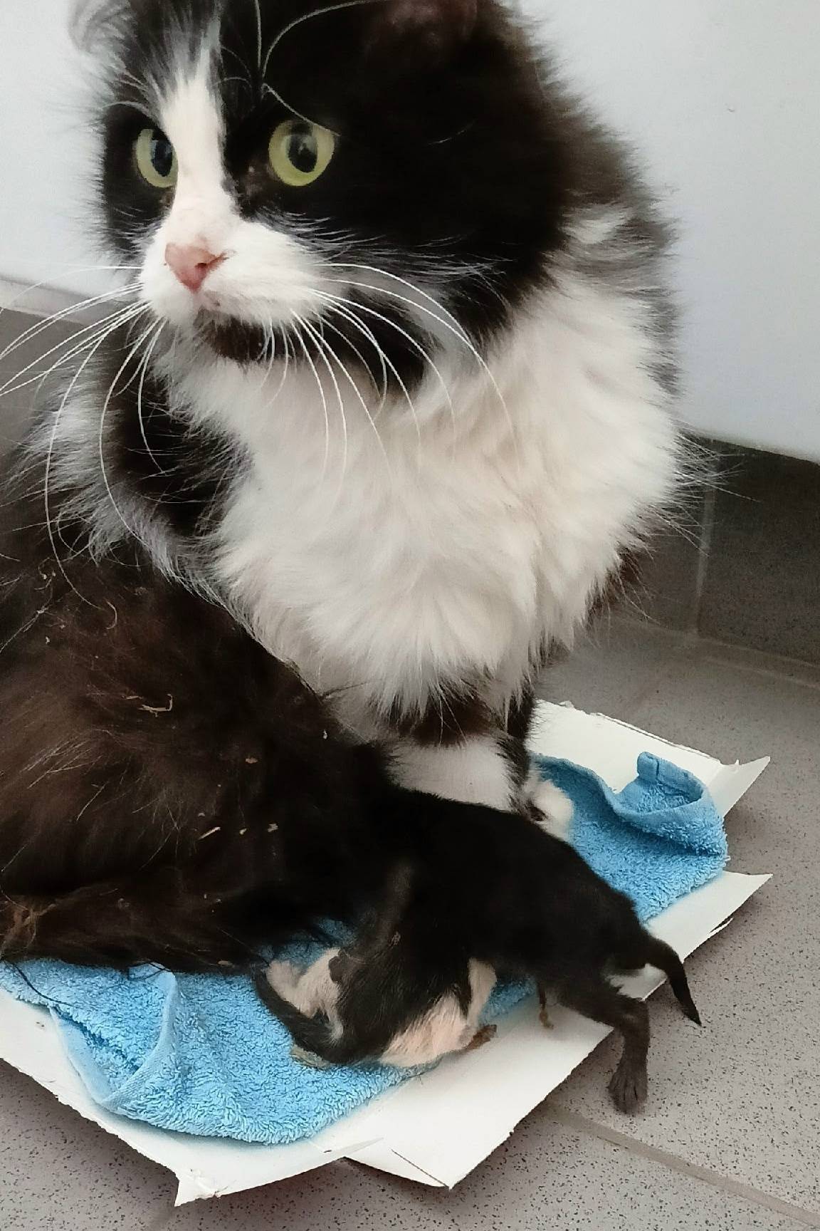 Найдена кошка, Строгановский бульвар