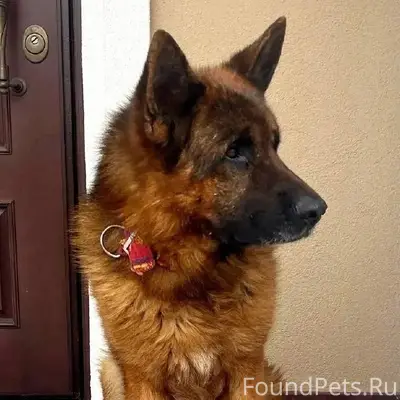 Найден кобель немецкой овчарки, Истринский район