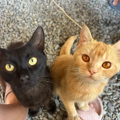 Пропала рыжая кошка, 20-й район