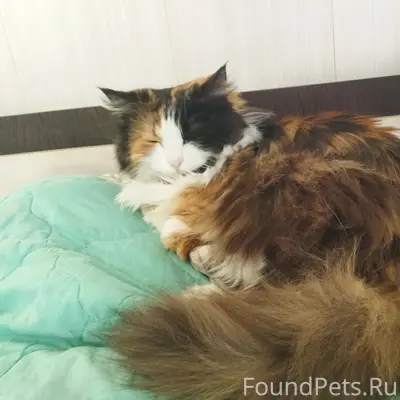 Пропала кошка, ул. Степная