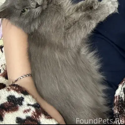 Пропал кот Серый, район ул. Плеханова