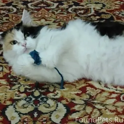 Пропала кошка, район улиц Жданова, Советская, Первомайская