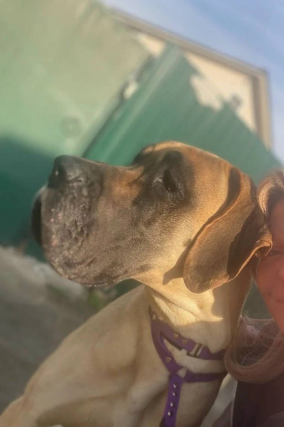 Пропала собака, район Геологов