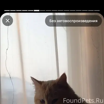 Пропал кот Юшка, переулок Школьный