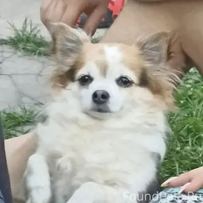 Пропала собака Клепа, район улицы Дачная