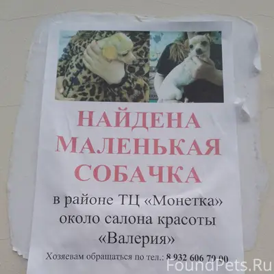 Найден тип собака, район ТЦ Монетка