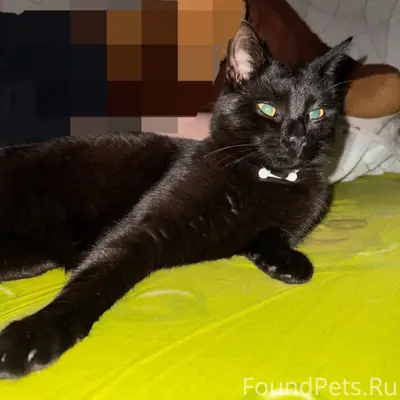 Пропал кот Черныш, Ленинградский переулок