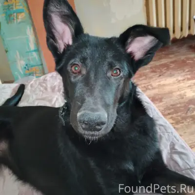 Пропал щенок ВЕО, район СЭС